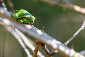 Tree frog in the dunes of the Amsterdam water supply Area / Boomkikker in de Amsterdamse Waterleiding Duinen (AWD)