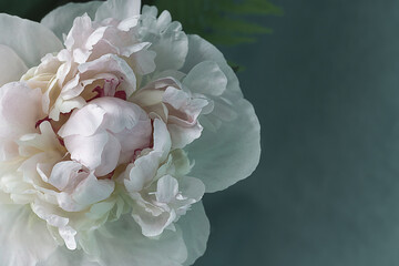 a light pink peony flower background