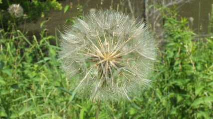 Yellow Salsify seed head close-up as background.  Flora of Ontario, Canada.