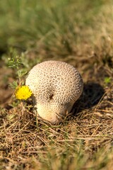 Common puffball mushroom - Lycoperdon perlatum - growing in green grass moss close up. Edible mushroom.