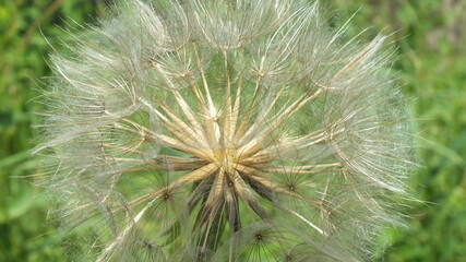 Yellow Salsify seed head close-up as background.  Flora of Ontario, Canada.