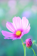 Fototapeta premium コスモス