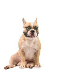Cute brown french bulldog wear glasses and sitting isolated