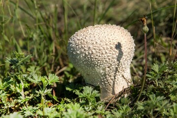 Common puffball mushroom - Lycoperdon perlatum - growing in green grass moss close up. Edible mushroom.