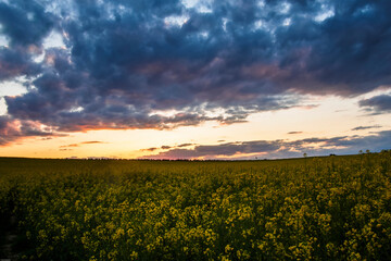 Sun set over a flowering arable field