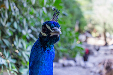 portrait of a peacock