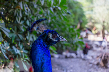 portrait of a peacock