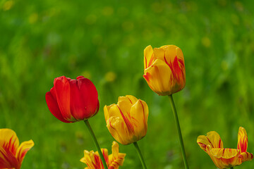 Red and yellow tulips on the green background