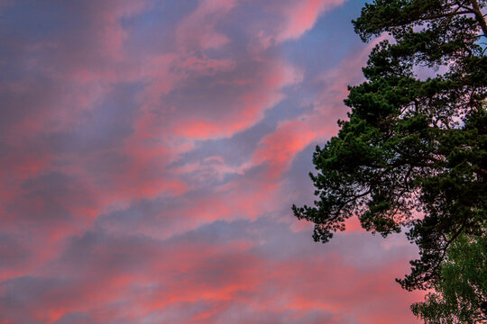 Blue sky with the pink clouds and pine tree at sunset