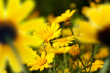 Close up honeybee busy on yellow daisy flower on flower covered field