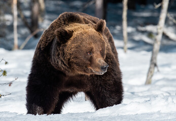 Adult Male of Brown Bear on the snow in winter forest. Close up. Scientific name: Ursus Arctos....