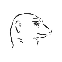 meerkat icon. animal sign, meerkat animal, vector sketch illustration