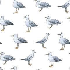 Watercolor hand drawn pattern with gull, seagull, mew, mew gull on white background