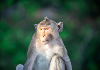 Monkey (Crab-eating macaque) on tree in Thailand.