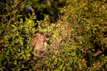 Monkey (Crab-eating macaque) on tree in Thailand.