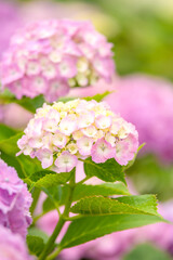 紫陽花の花のクローズアップ