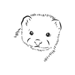 Drawing of ferret, vector illustration isolated on white. mink animal, vector sketch illustration