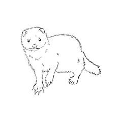 Drawing of ferret, vector illustration isolated on white. mink animal, vector sketch illustration