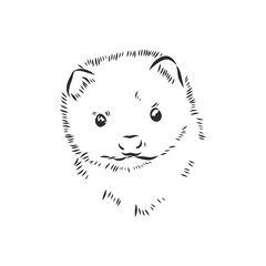 Drawing of ferret, vector illustration isolated on white. mink animal, vector sketch illustration