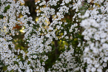 春の公園の満開のユキヤナギの花
