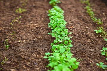 Fresh arugula bores in an outdoor garden. Organic. Farming
