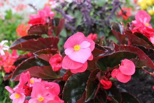 Semperflorens-Begonien
