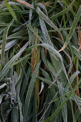 寒い冬の朝の公園にある草と霜