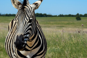 Fototapeta na wymiar A zebra up-close standing in a field.