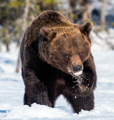 Adult Male of Brown Bear on the snow in winter forest. Close up. Scientific name: Ursus Arctos....