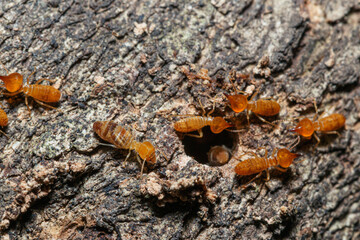 Macro photography of small termite on tree background