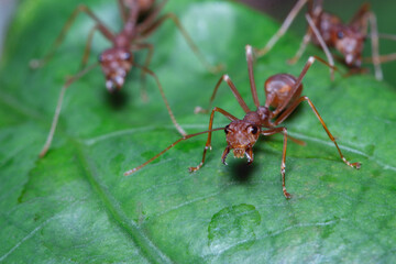Macro photography,Red ant walk on a leaves green background ,close up