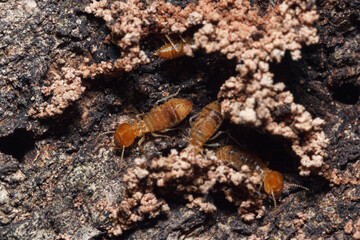 Macro photography of small termite on tree background