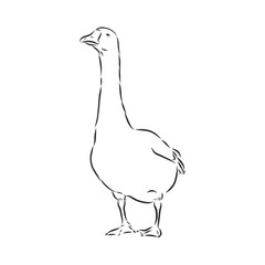 Hand drawn goose isolated. Engraved style vector illustration. Template for your design works. goose animal, vector sketch illustration