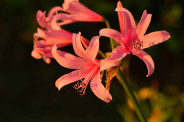 Blüten der Guernseylilie, Nerine  © Karin Jähne