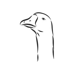 Hand drawn goose isolated. Engraved style vector illustration. Template for your design works. goose animal, vector sketch illustration