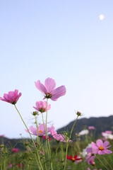 Fototapeta premium コスモスと月