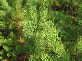 pine branches