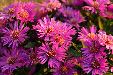 Bl&uuml;ten der Herbstaster	