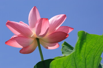 夏の綺麗なハスの花と青空