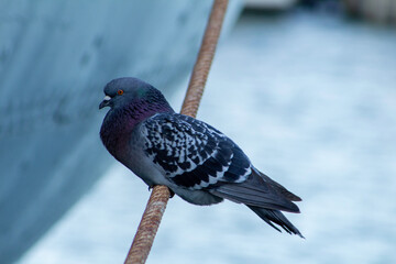 Spotted Dove on a rope 02