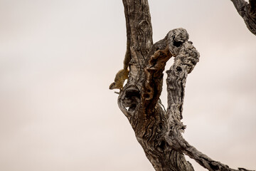A squirrel running down a tree trunk. 