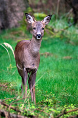 Reh ( Capreolus capreolus ).