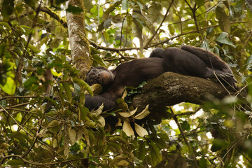 Common Chimpanzee ( Pan troglodytes schweinfurtii) relaxing in a tree, Kibale Forest National Park, Rwenzori Mountains, Uganda.