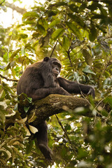 Common Chimpanzee ( Pan troglodytes schweinfurtii) relaxing in a tree in beautiful light, Kibale Forest National Park, Rwenzori Mountains, Uganda.