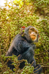 A little common Chimpanzee ( Pan troglodytes schweinfurtii) sitting in a tree eating, Kibale Forest National Park, Rwenzori Mountains, Uganda.