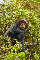 A little common Chimpanzee ( Pan troglodytes schweinfurtii) sitting in a tree eating, Kibale Forest National Park, Rwenzori Mountains, Uganda.