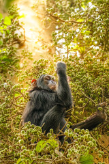 A little common Chimpanzee ( Pan troglodytes schweinfurtii) sitting in a tree eating in beautiful light, Kibale Forest National Park, Rwenzori Mountains, Uganda.