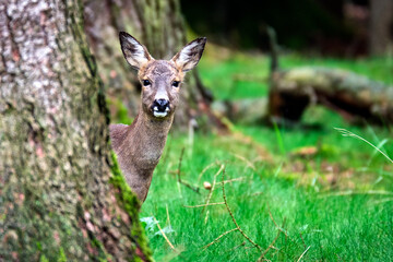 Reh ( Capreolus capreolus ).