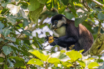 A Schmidt's Red-tailed Monkey stares curiously from the branches of a tree and eating when the...