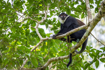 L'Hoest's monkey (Allochrocebus lhoesti), or mountain monkey, sitting and watching, Kibale Forest National Park, Uganda.